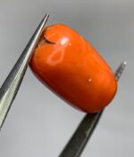 Natural Coral Gemstone: 14.90ct Red Coral, Unique Dimensions - Image 6