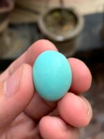 The Allure of Afghan Turquoise: A 25.67 ct Marvel - Image 11