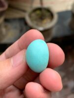 The Allure of Afghan Turquoise: A 25.67 ct Marvel - Image 10