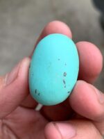 A 47.20-Carat Afghan Turquoise Cabochon — Large, Vivid, and Collector-Worthy - Image 4