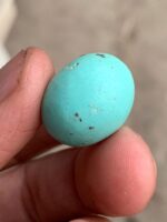 23.35 ct Afghan Turquoise Cabochon: Bold Presence With Classic Afghan Elegance - Image 2