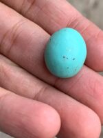23.35 ct Afghan Turquoise Cabochon: Bold Presence With Classic Afghan Elegance - Image 5