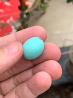 23.20ct Afghan Turquoise Spotlight Gemstone of Distinction - Image 3