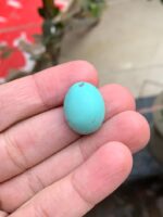 23.20ct Afghan Turquoise Spotlight Gemstone of Distinction - Image 4