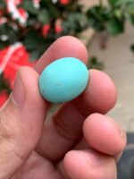 23.20ct Afghan Turquoise Spotlight Gemstone of Distinction - Image 6