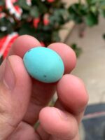 23.20ct Afghan Turquoise Spotlight Gemstone of Distinction - Image 7