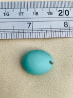 23.20ct Afghan Turquoise Spotlight Gemstone of Distinction - Image 8