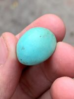 23.15-Carat Afghan Turquoise: A Gem of Bold Presence and Timeless Beauty - Image 2