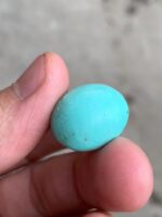 17.80ct Afghan Turquoise Cabochon: A Stone Shaped by Nature and Crafted for Art - Image 7