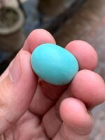 30.50-Carat Afghan Turquoise: A Majestic Gem of Color and Presence - Image 4