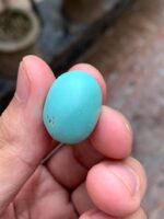 30.50-Carat Afghan Turquoise: A Majestic Gem of Color and Presence - Image 5