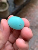 30.50-Carat Afghan Turquoise: A Majestic Gem of Color and Presence - Image 6