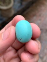30.50-Carat Afghan Turquoise: A Majestic Gem of Color and Presence - Image 10