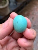 30.47-Carat Afghan Turquoise: A Gem of Grandeur and Character - Image 11