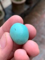 30.47-Carat Afghan Turquoise: A Gem of Grandeur and Character - Image 6