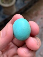 31.07-Carat Afghan Turquoise: A Monumental Gem from the Heart of the Mountains - Image 11