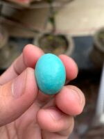 26.20-Carat Afghan Turquoise: A Bold Gem of Elegance and Heritage - Image 11