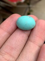 16.05 Carat Afghan Turquoise Cabochon: Natural Feroza Gemstone - Image 2