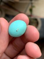 16.05 Carat Afghan Turquoise Cabochon: Natural Feroza Gemstone - Image 4
