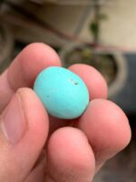 16.05 Carat Afghan Turquoise Cabochon: Natural Feroza Gemstone - Image 5