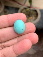 16.05 Carat Afghan Turquoise Cabochon: Natural Feroza Gemstone - Image 6