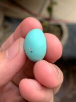 16.05 Carat Afghan Turquoise Cabochon: Natural Feroza Gemstone - Image 10
