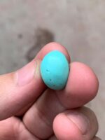Exquisite Afghan Turquoise: 13.00 ct Gemstone Spotlight - Image 9