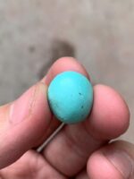 Exquisite Afghan Turquoise: 13.00 ct Gemstone Spotlight - Image 10