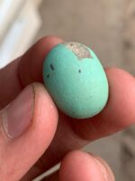 18.50 ct Afghan Turquoise Cabochon: A Gemstone Spotlight - Image 4