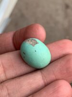 18.50 ct Afghan Turquoise Cabochon: A Gemstone Spotlight - Image 6