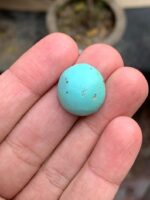 18.92-Carat Afghan Turquoise: A Bold Oval Treasure with Natural Harmony - Image 2