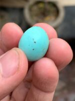 18.92-Carat Afghan Turquoise: A Bold Oval Treasure with Natural Harmony - Image 3