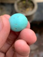 18.92-Carat Afghan Turquoise: A Bold Oval Treasure with Natural Harmony - Image 4