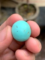 18.92-Carat Afghan Turquoise: A Bold Oval Treasure with Natural Harmony - Image 9