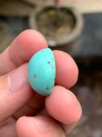18.92-Carat Afghan Turquoise: A Bold Oval Treasure with Natural Harmony - Image 10