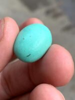 13.66 ct Afghan Turquoise Cabochon – A Timeless Natural Gem - Image 3