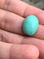 13.66 ct Afghan Turquoise Cabochon – A Timeless Natural Gem - Image 4