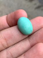 13.66 ct Afghan Turquoise Cabochon – A Timeless Natural Gem - Image 5