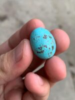 26.50ct Afghan Turquoise Cabochon: Oval Gemstone - Image 12