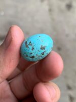 26.50ct Afghan Turquoise Cabochon: Oval Gemstone - Image 3