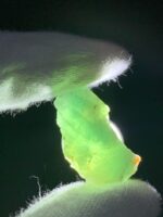Most Rare 33 ct Green Hauyne specimen from Badakhshan, Afghanistan - Image 2