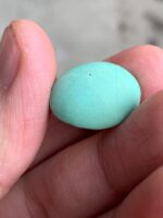 11.80ct Afghan Turquoise Cabochon: Small Yet Striking - Image 2