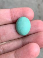 11.80ct Afghan Turquoise Cabochon: Small Yet Striking - Image 4