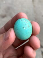 32.74ct Afghan Turquoise Cabochon: Bold Size Meets Refined Elegance - Image 11