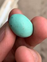 14.80 ct Afghan Turquoise Cabochon: A Softly Shaped Gem With Classic Afghan Character - Image 2