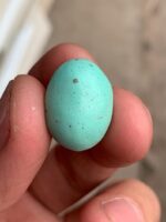 14.80 ct Afghan Turquoise Cabochon: A Softly Shaped Gem With Classic Afghan Character - Image 10