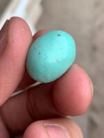 14.80 ct Afghan Turquoise Cabochon: A Softly Shaped Gem With Classic Afghan Character - Image 3