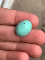 14.80 ct Afghan Turquoise Cabochon: A Softly Shaped Gem With Classic Afghan Character - Image 5