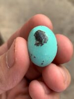 Rare 22.02 ct Afghan Turquoise Cabochon – 23.02 × 17.20 × 10.20 mm - Image 10