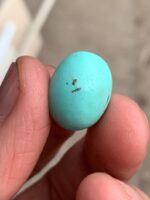 16.90 ct Afghan Turquoise Cabochon: A Tall, Elegant Dome With Timeless Character - Image 2